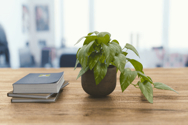 Desk plant 